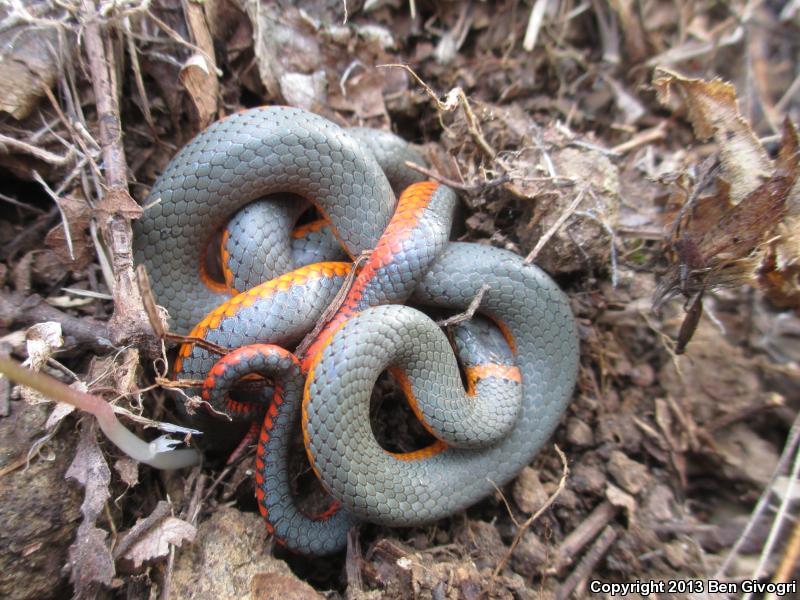 Pacific Ring-necked Snake (Diadophis punctatus amabilis)