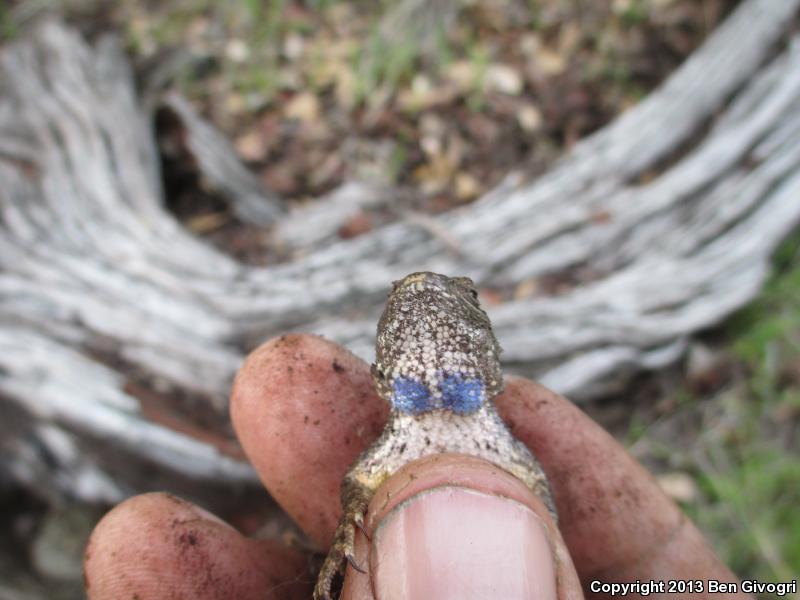 NorthWestern Fence Lizard (Sceloporus occidentalis occidentalis)