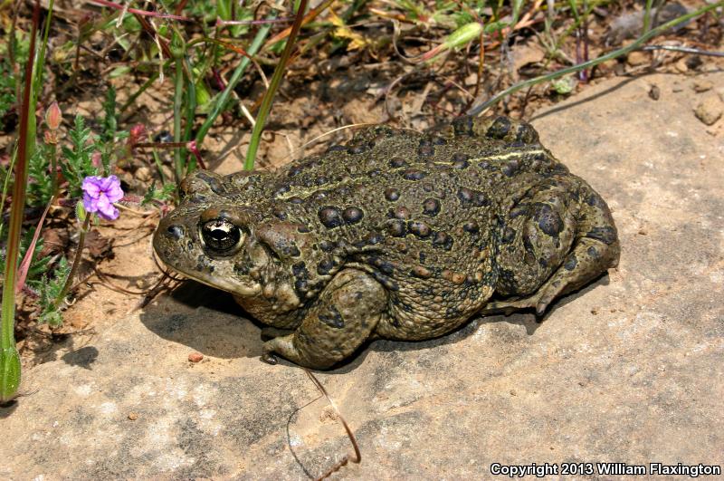 Southern California Toad (Anaxyrus boreas halophilus)