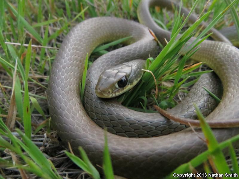 Western Yellow-bellied Racer (Coluber constrictor mormon)