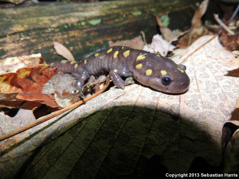 Spotted Salamander (Ambystoma maculatum)