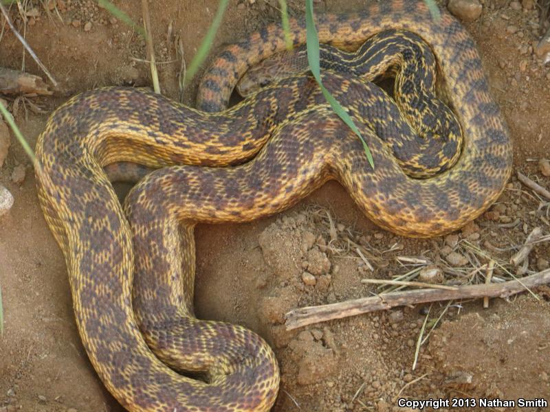 San Diego Gopher Snake (Pituophis catenifer annectens)