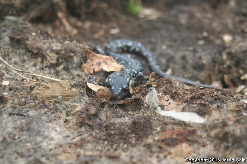 Wehrle's Salamander (Plethodon wehrlei)