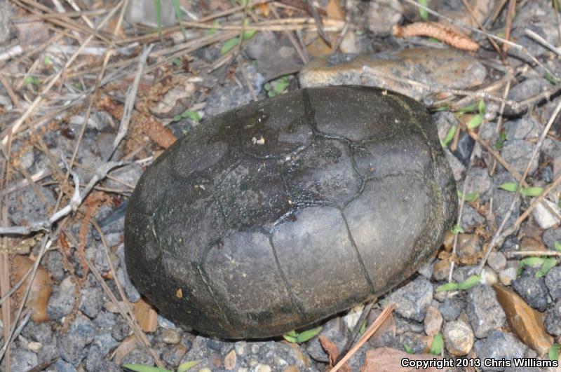 Mississippi Mud Turtle (Kinosternon subrubrum hippocrepis)