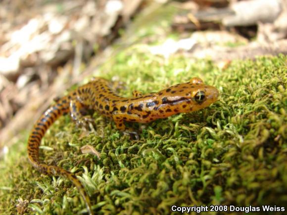 Long-tailed Salamander (Eurycea longicauda longicauda)