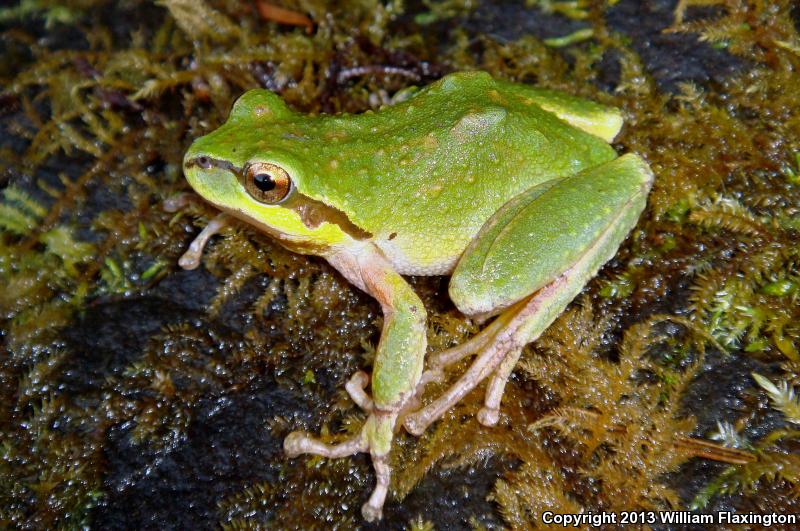 Northern Pacific Treefrog (Pseudacris regilla)