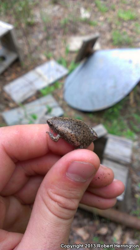 Eastern Narrow-mouthed Toad (Gastrophryne carolinensis)