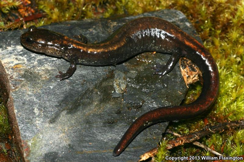 Del Norte Salamander (Plethodon elongatus)