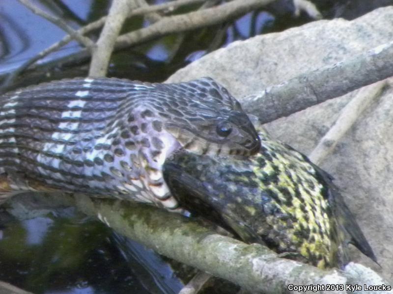 Northern Watersnake (Nerodia sipedon sipedon)