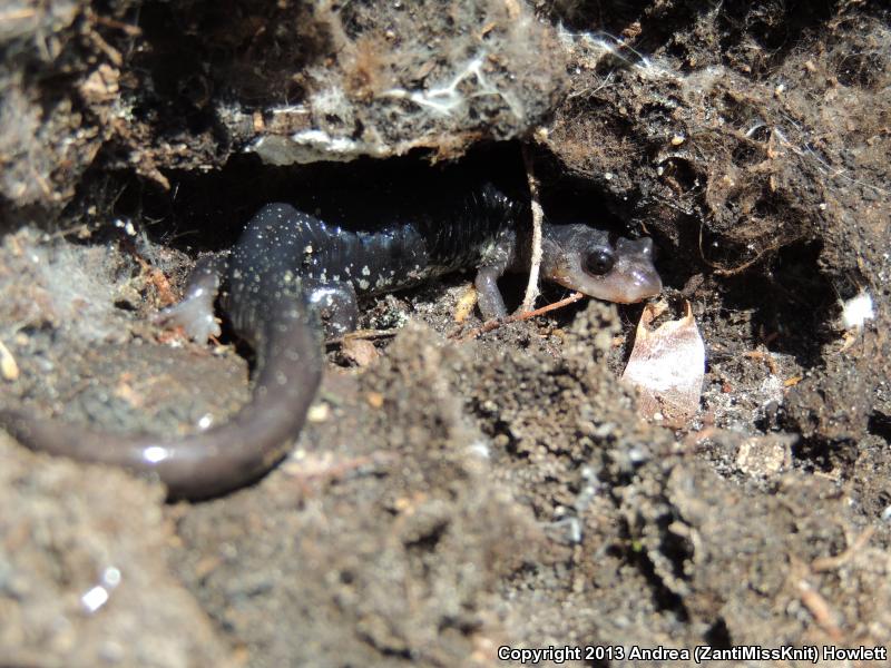 Atlantic Coast Slimy Salamander (Plethodon chlorobryonis)