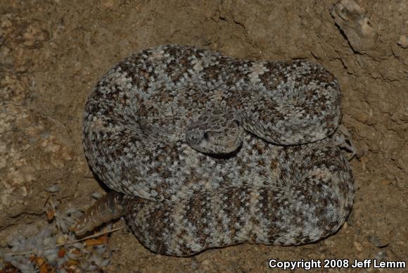 Southwestern Speckled Rattlesnake (Crotalus mitchellii pyrrhus)