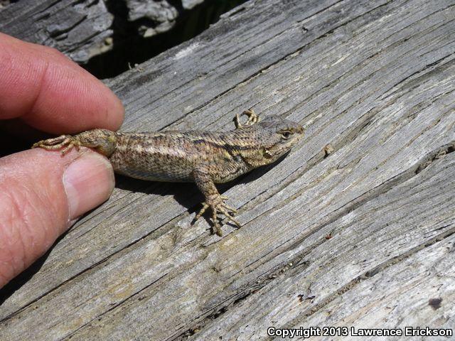 Coast Range Fence Lizard (Sceloporus occidentalis bocourtii)