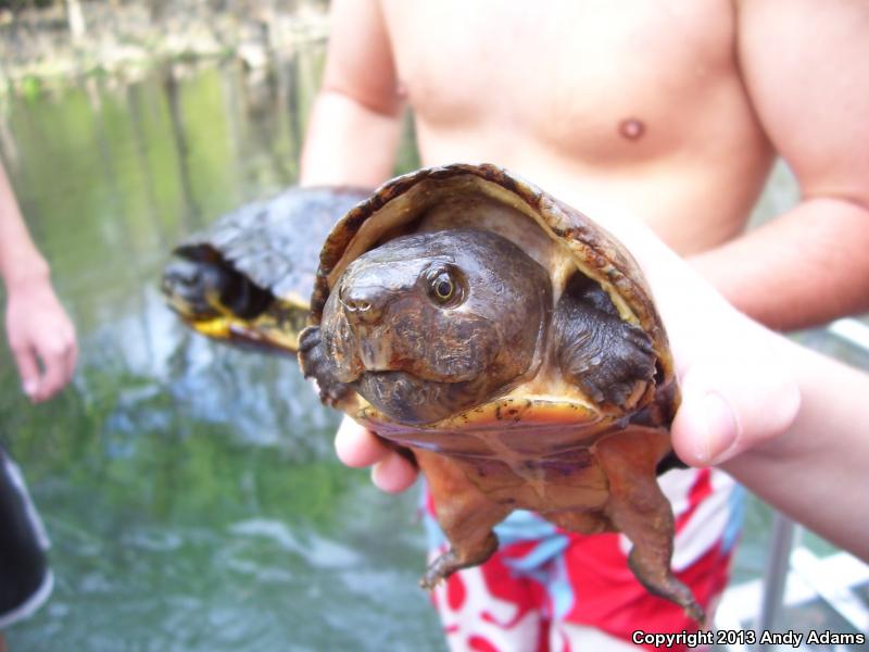 Loggerhead Musk Turtle (Sternotherus minor minor)