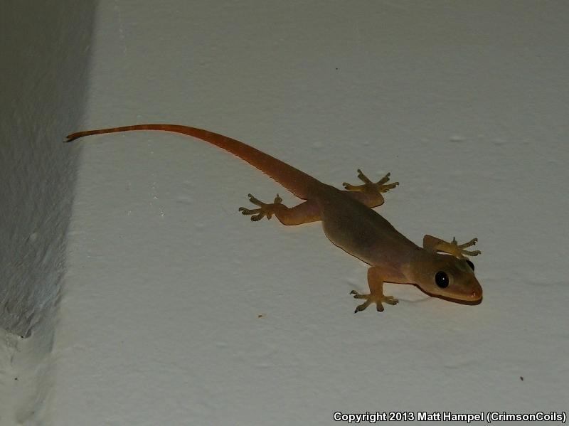 Indo-Pacific Gecko (Hemidactylus garnotii)