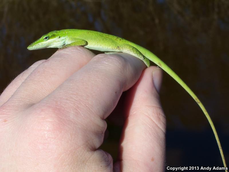 Northern Green Anole (Anolis carolinensis carolinensis)