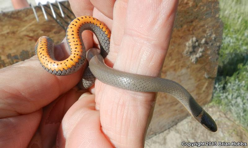 Prairie Ring-necked Snake (Diadophis punctatus arnyi)