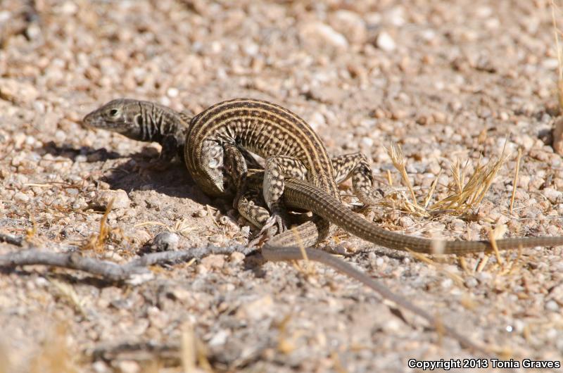 Sonoran Spotted Whiptail (Aspidoscelis sonorae)