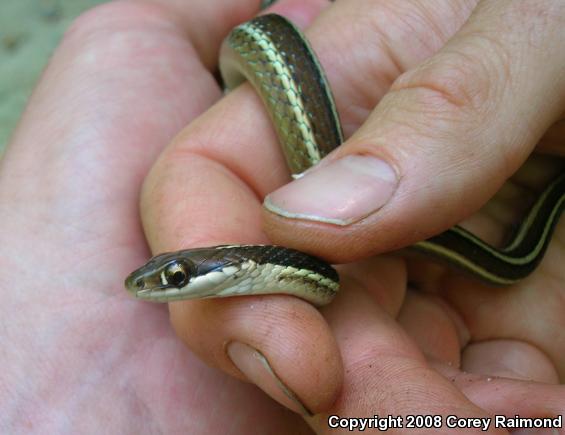 Eastern Ribbonsnake (Thamnophis Sauritus)