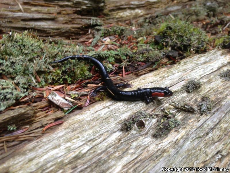 Red-cheeked Salamander (Plethodon jordani)