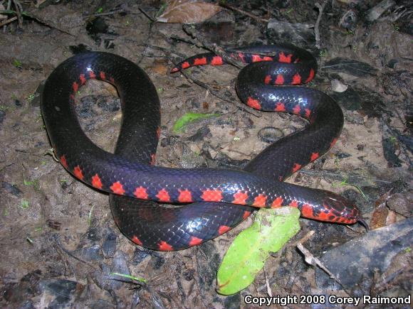 Red-bellied Mudsnake (Farancia Abacura)