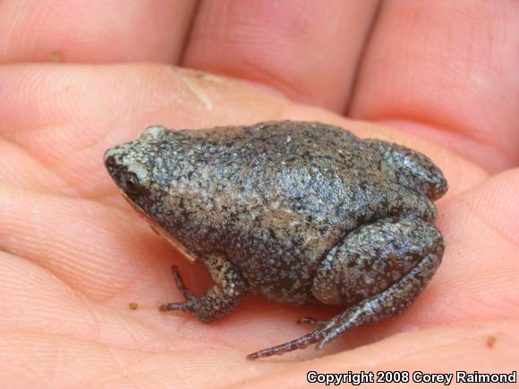 Eastern Narrow-mouthed Toad (Gastrophryne carolinensis)