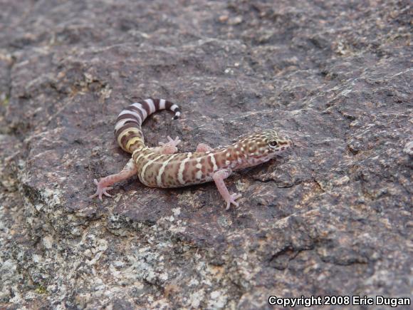 Penninsular Banded Gecko (Coleonyx switaki)