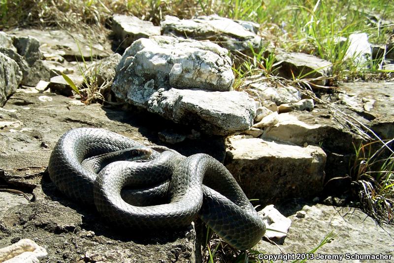 Southern Black Racer (Coluber constrictor priapus)