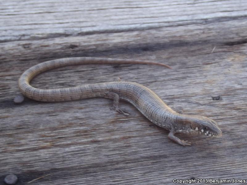 Madrean Alligator Lizard (Elgaria kingii)