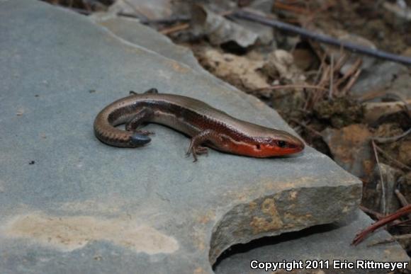 Northern Coal Skink (Plestiodon anthracinus anthracinus)