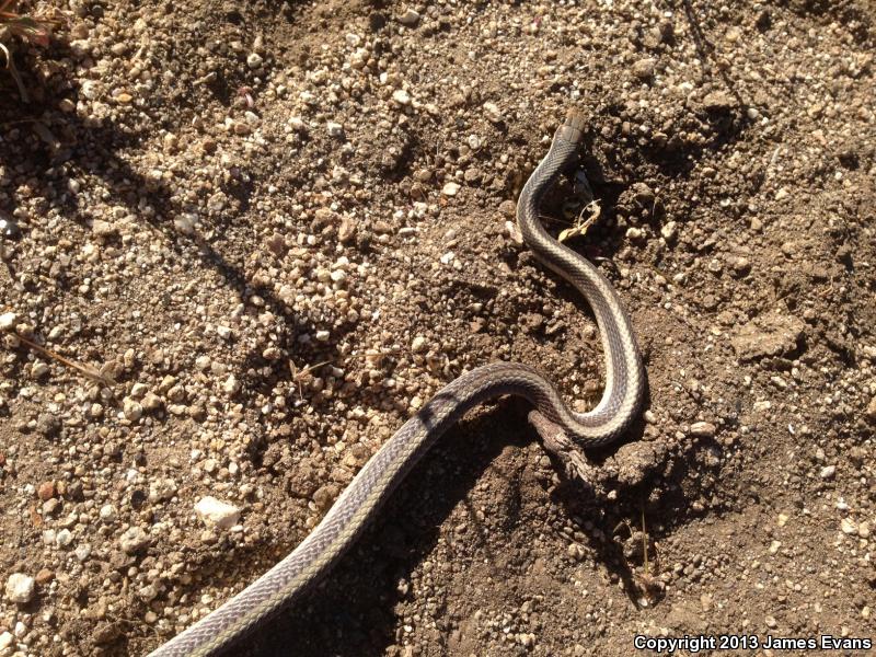 Coast Patch-nosed Snake (Salvadora hexalepis virgultea)