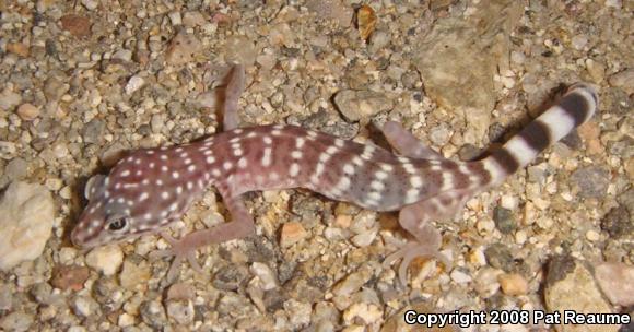 Penninsular Banded Gecko (Coleonyx switaki)