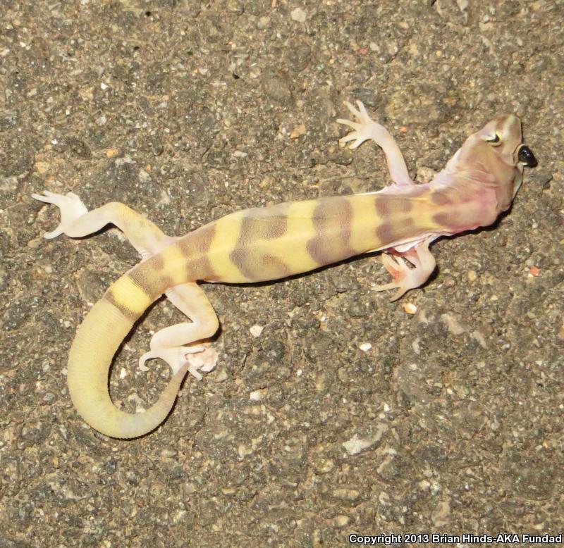 San Diego Banded Gecko (Coleonyx variegatus abbotti)