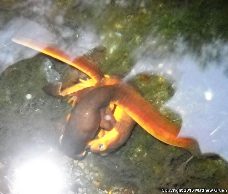 Coast Range Newt (Taricha torosa torosa)