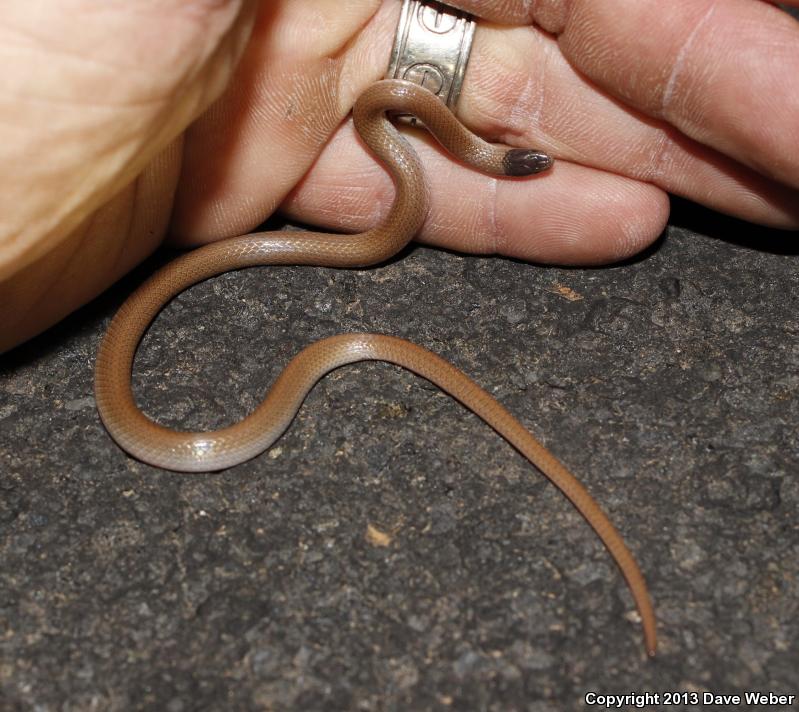 Smith's Black-headed Snake (Tantilla hobartsmithi)