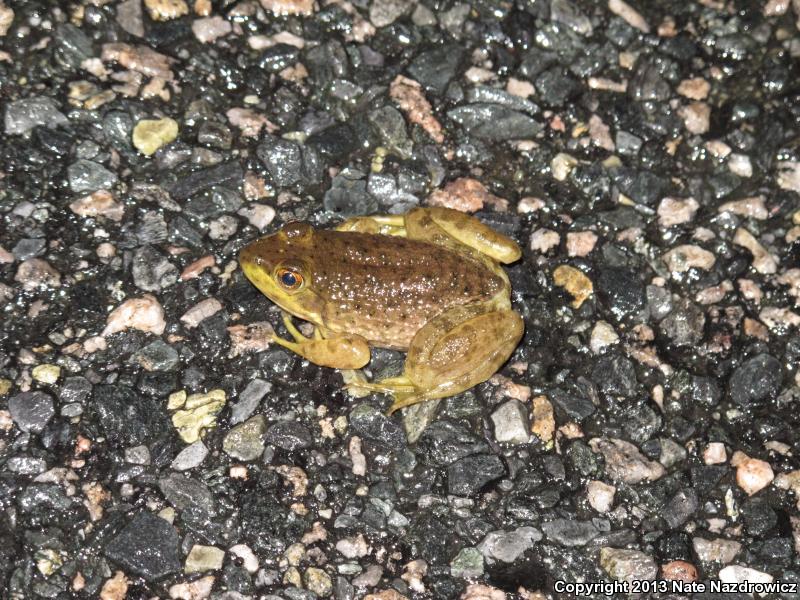 American Bullfrog (Lithobates catesbeianus)