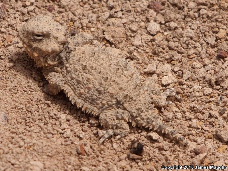 Blainville's Horned Lizard (Phrynosoma blainvillii)