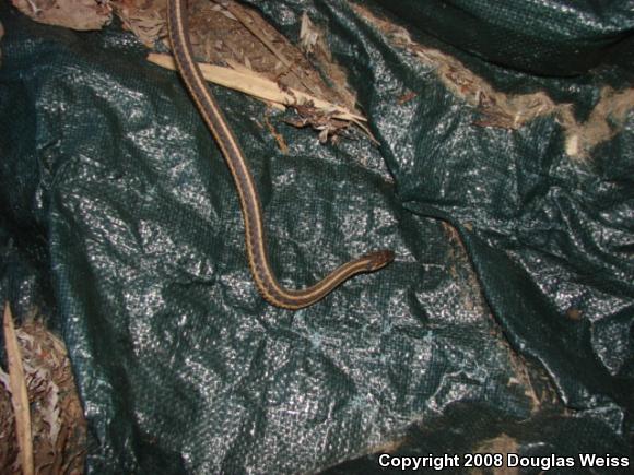 Eastern Gartersnake (Thamnophis sirtalis sirtalis)