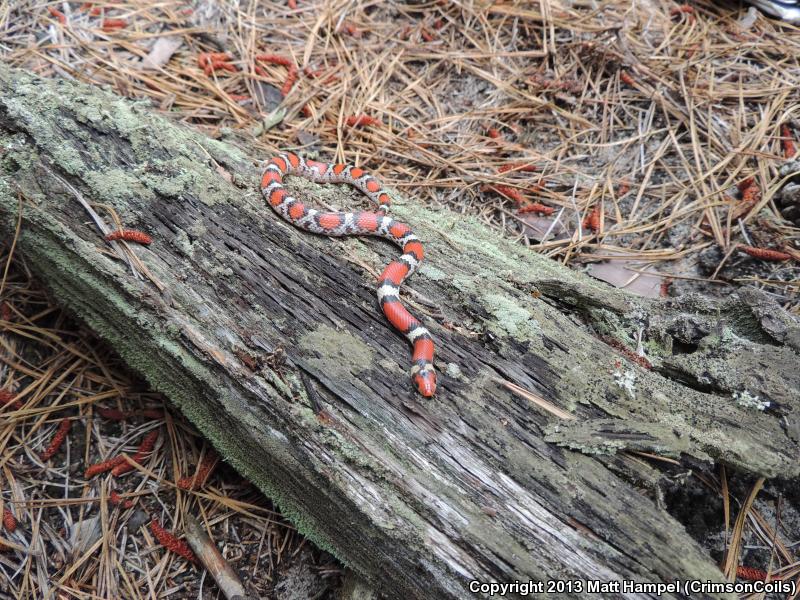 Northern  Scarletsnake (Cemophora coccinea copei)