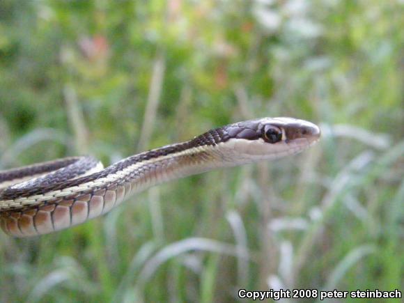 Eastern Ribbonsnake (Thamnophis sauritus sauritus)