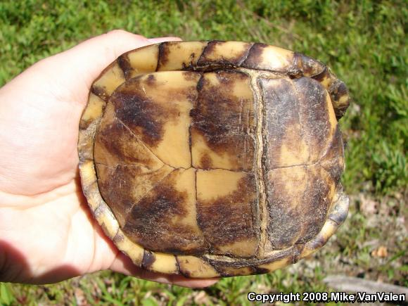 Eastern Box Turtle (Terrapene carolina carolina)