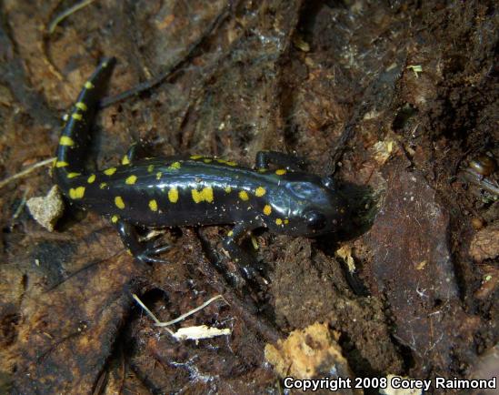 Spotted Salamander (Ambystoma maculatum)