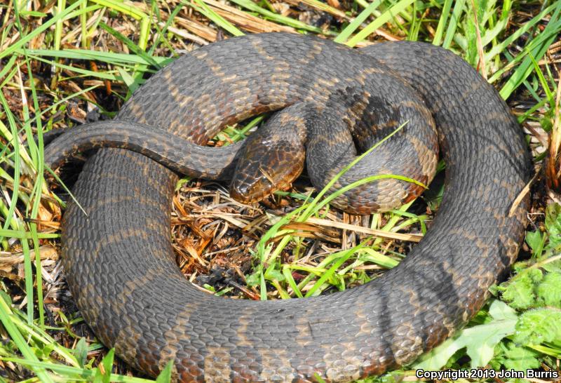 Northern Watersnake (Nerodia sipedon sipedon)