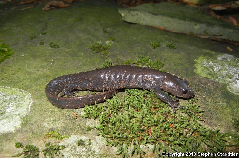 Jefferson Salamander (Ambystoma jeffersonianum)