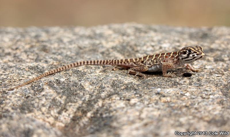 Longnose Leopard Lizard (Gambelia wislizenii)