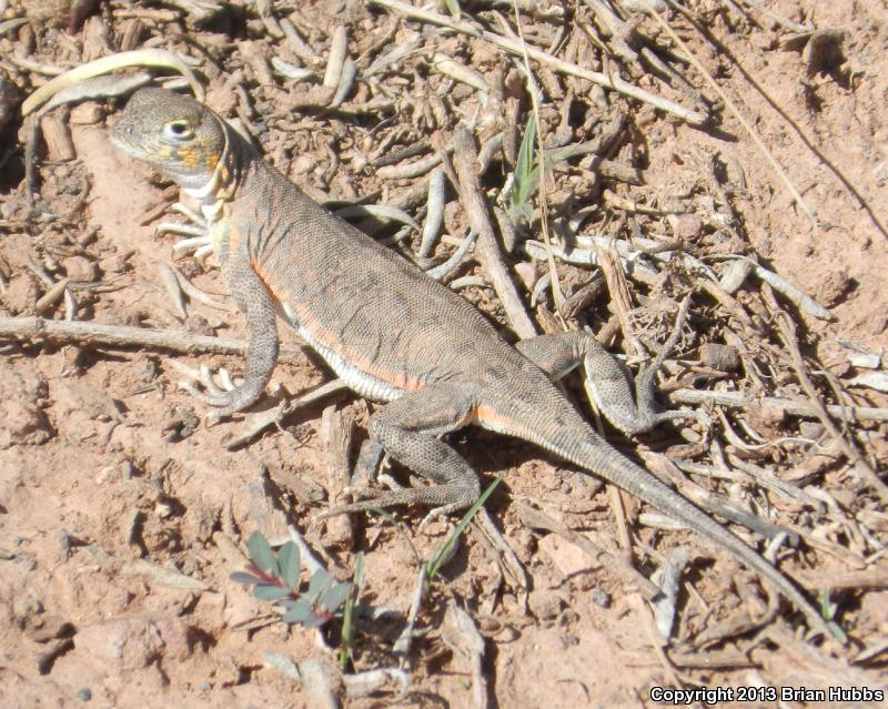 Speckled Earless Lizard (Holbrookia maculata approximans)