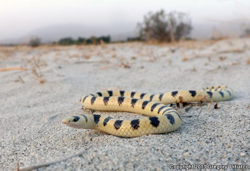 Field Herp Forum • View topic Palm Springs/Augest Herping