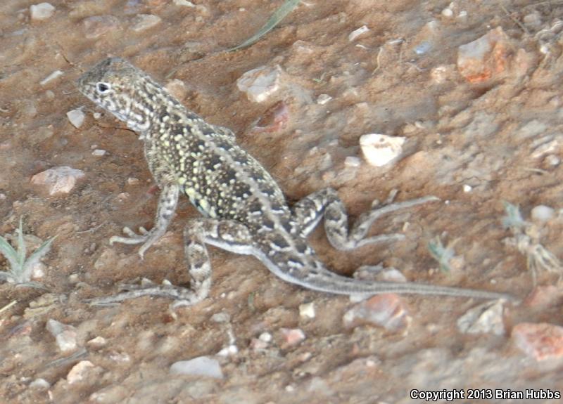 Speckled Earless Lizard (Holbrookia maculata approximans)