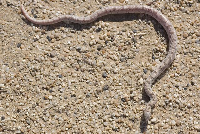 Spotted Leaf-nosed Snake (Phyllorhynchus decurtatus)