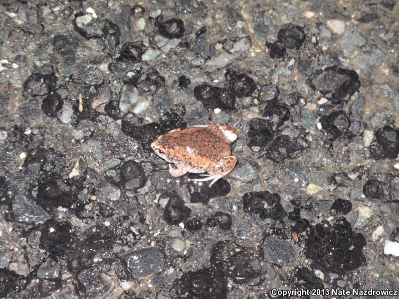 Eastern Narrow-mouthed Toad (Gastrophryne carolinensis)