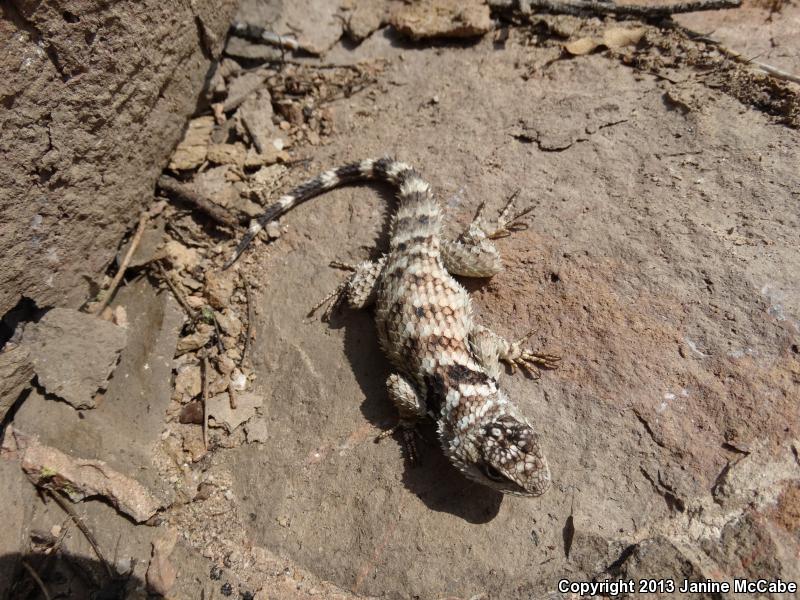 Crevice Spiny Lizard (Sceloporus poinsettii)